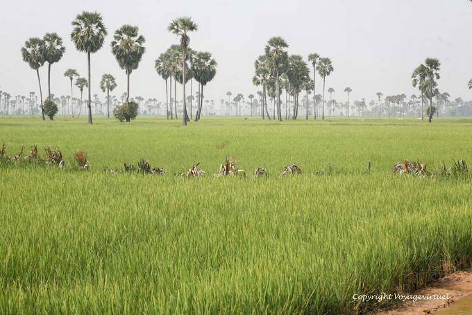 Palmas açúcar (Thnot) no meio de um campo de arroz, Skun - Camboja