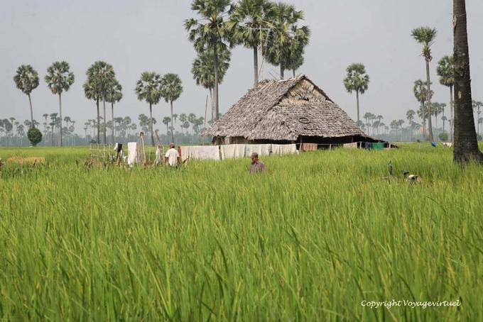 Camponês habitando o meio do campo de arroz, Skun - Camboja