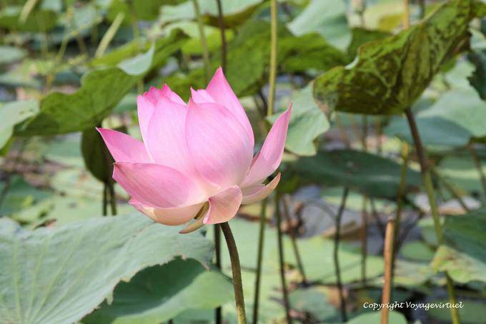 Lotus Oriente (Nelumbo nucifera) Skun - Camboja