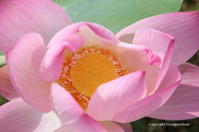 Coração da flor de Lotus da região Leste Skun - Camboja