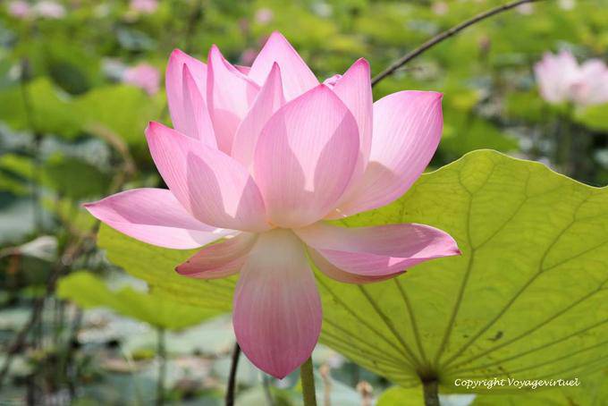 Transparência da inflorescência de uma flor de lótus sagrado, Skun - Camboja