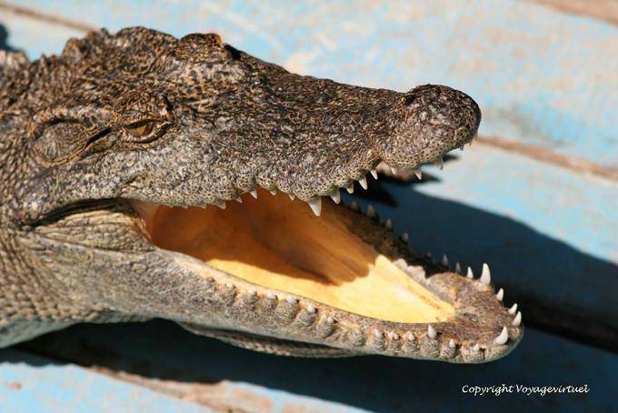 Crocodilo faminto em uma fazenda de peixes do lago Tonle Sap - Camboja