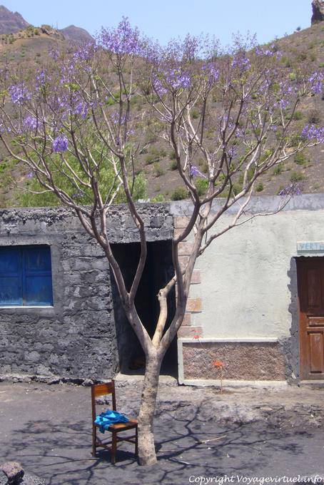 Fogo, árvore roxa - Cabo Verde