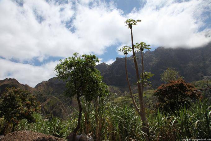 Santo Antão, Paúl, vegetação - Cabo Verde