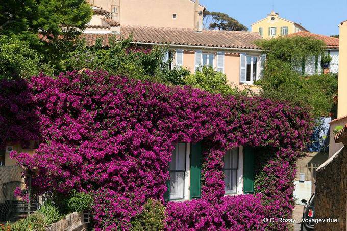 Bormes-les-Mimosas, buganvílias em frente, Provença, França