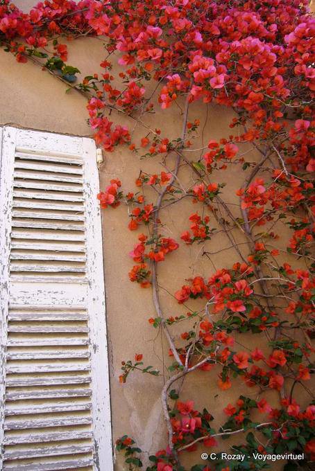 Ramatuelle, Provence impressão, buganvílias vermelho na parede ocre, Provença, França