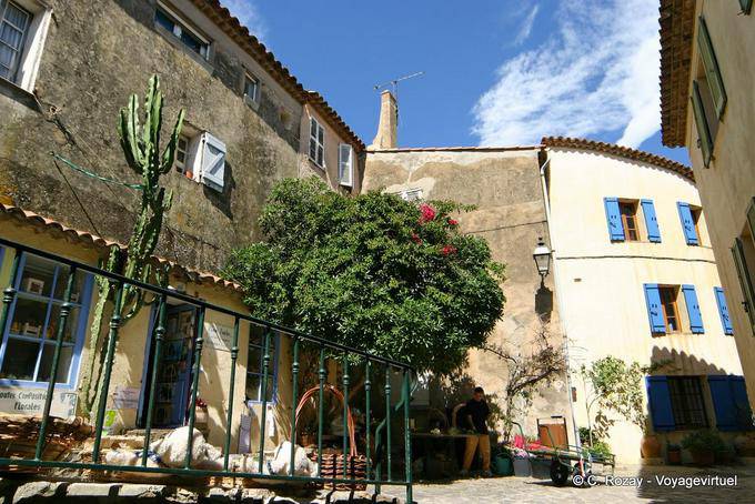 Ramatuelle, cactus do florista, Provença, França