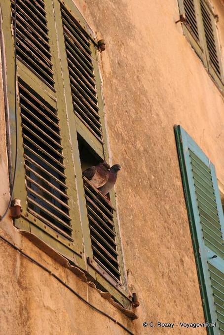 Saint-Tropez, pombos arrulhando, Provença, França