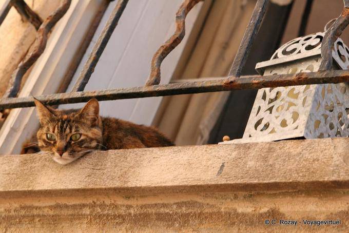 Saint-Tropez, gato na janela, Provença, França