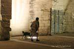 Caminhada nocture cão em uma clarabóia, Avignon, França.