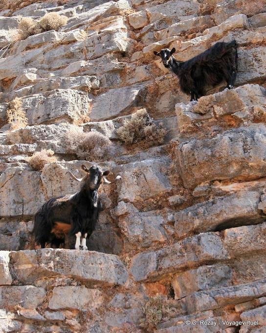 Anopolis Goats escalada - Creta, Grécia