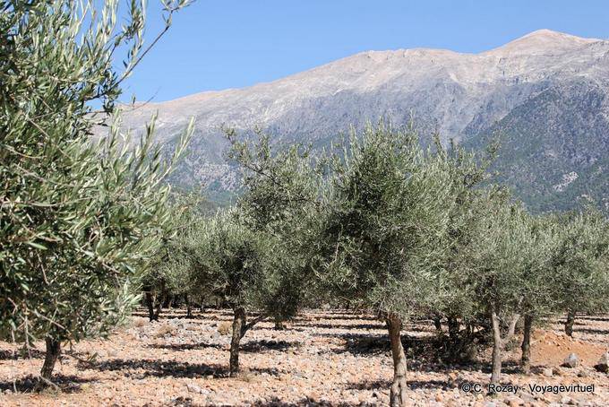 Anopoli, azeitonas e montanhas - Creta, Grécia