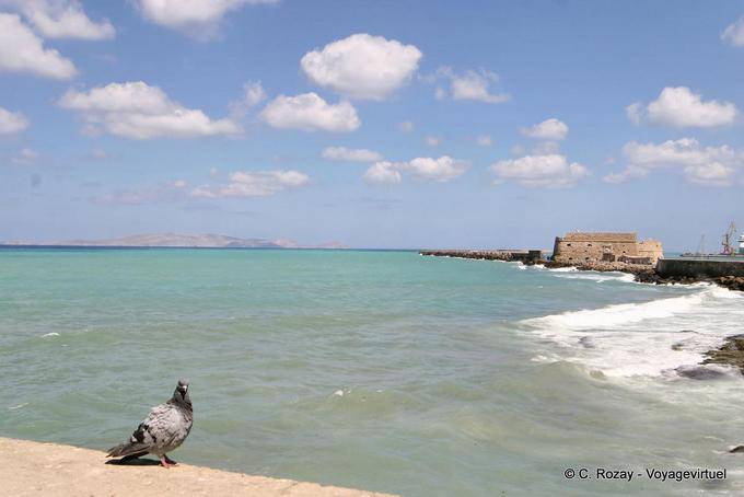 Pigeon na frente do mar e da ilha Dias Irakleiou, Heraklion - Creta, Grécia