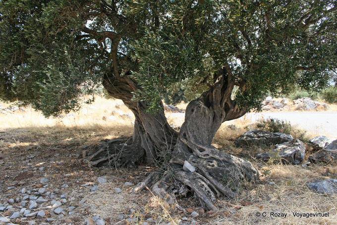 Tronco da oliveira Old torturado até Kastelli - Creta, Grécia