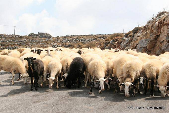 Rebanho de ovelhas no caminho para Karidi - Creta, Grécia