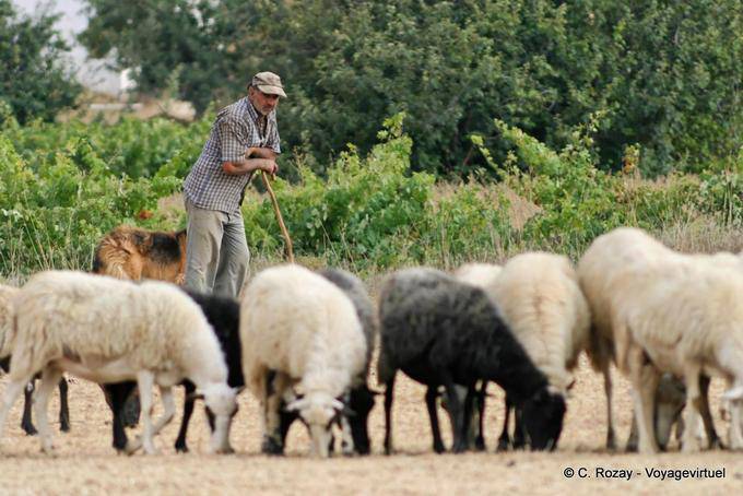 Shepherd apoiado na bengala tradicional, Lassithi - Creta, Grécia