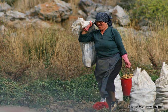 Mulher que leva batatas no momento da colheita, Lassithi Plateau - Creta, Grécia