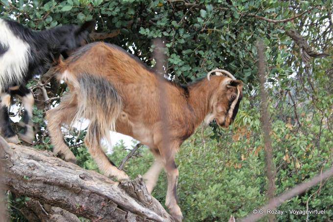 Acrobacia cabra, Lassithi - Creta, Grécia