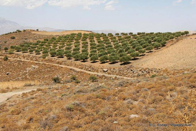 Lentas, plantação de oliveiras na colina - Creta, Grécia