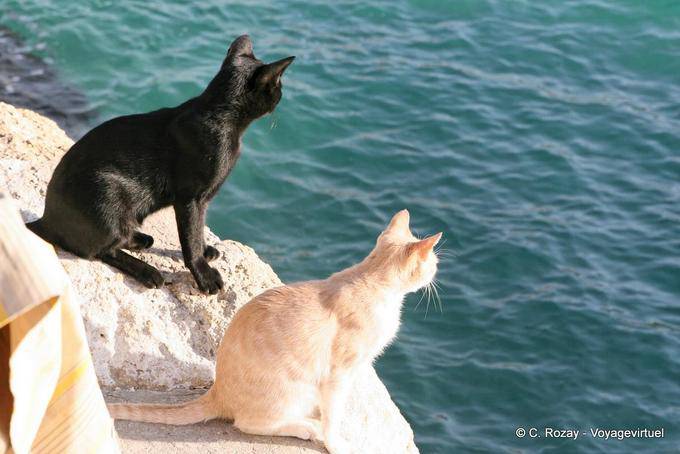 Dois gatos olhando o mar, Matala - Creta, Grécia