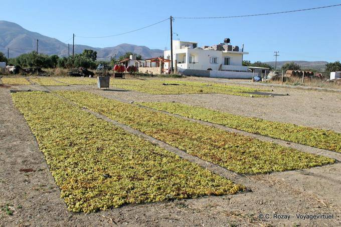 Secagem de uvas para fazer passas, planície de Messara - Creta, Grécia