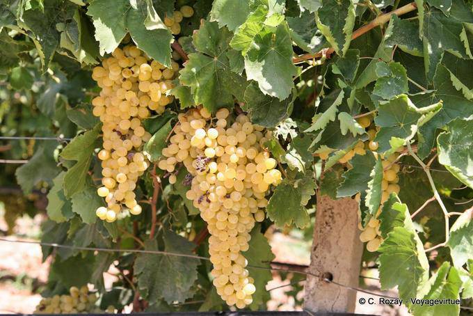 Vori, uvas brancas em um vinhedo - Creta, Grécia