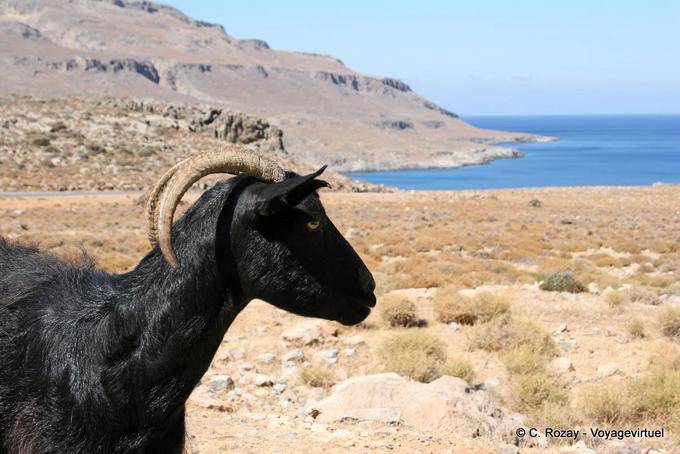 Zakros cabra preta - Creta, Grécia