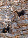 Anopolis Goats escalada, Creta.