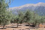 Anopoli, azeitonas e montanhas, Creta.