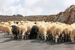 Rebanho de ovelhas no caminho para Karidi, Creta.