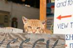 O gato vermelho Matala, Creta.