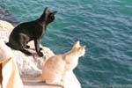 Dois gatos olhando o mar, Matala, Creta.