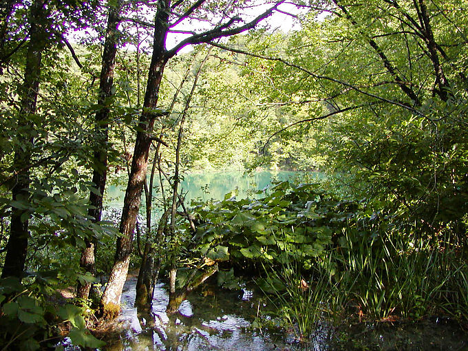 Vegetação protegida em Plitvice, Croacia