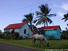Cavalos pastando na frente das cabanas tradicionais, Rep. Dominicana.