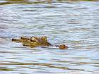 Olho e nariz crocodilo emergindo das águas salgadas do Lago Enriquillo, Rep. Dominicana.