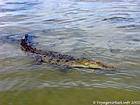 Crocodilo com a abordagem no lago de água salgada, Lago Enriquillo, Rep. Dominicana.