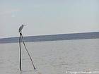 Garça branca ou garça empoleirado, Lago Enriquillo, Rep. Dominicana.