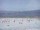 Rebanho de flamingos cor de rosa e garças, Lago Enriquillo, Rep. Dominicana.
