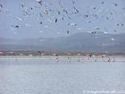 Multidão de pássaros voando sobre o Lago Enriquillo, paraíso ornitológico, Rep. Dominicana.