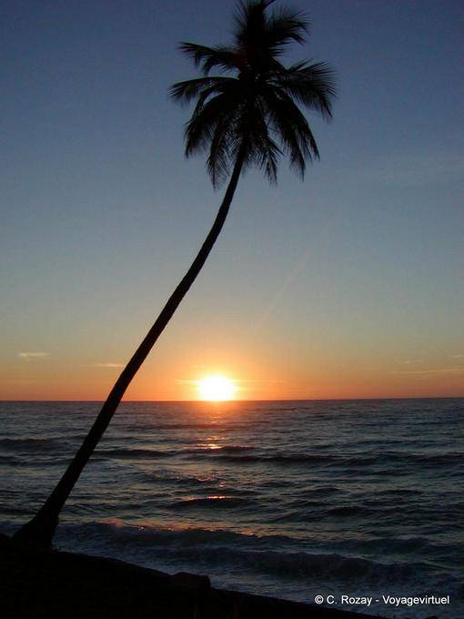 Palmeira no por do sol, costa de Barahona (Playa Azul), Rep. Dominicana