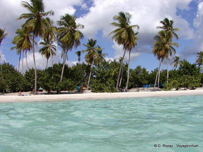 Palmeiras na playa Bayahibe, Rep. Dominicana