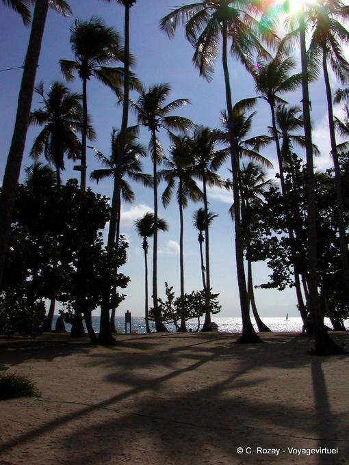 Sombra de coqueiros na parte de trás da praia, Bayahibe, Rep. Dominicana