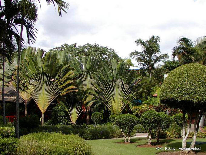 Árvores viajantes, Hotel Domican Bay, Boca Chica, Rep. Dominicana