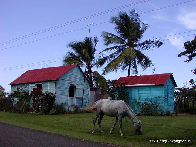 Cavalos pastando na frente das cabanas tradicionais, Rep. Dominicana