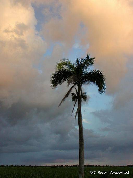 Palmeira sob as nuvens, Rep. Dominicana
