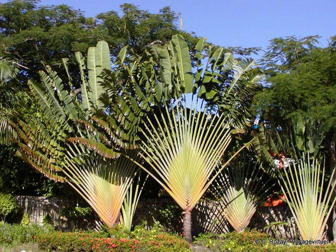 Árvore de Viajante, Rep. Dominicana