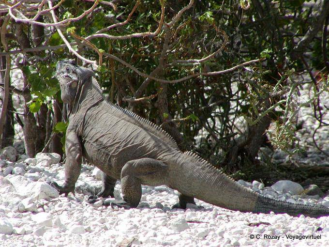 Rhinoceros iguana em ação, Enriquillo Iguana, Rep. Dominicana