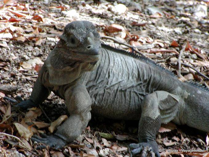 Olhe da iguana na margem do Lago Enriquillo, Rep. Dominicana