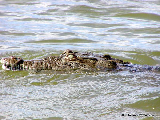 Cabeça do crocodilo (Crocodylus acutus), Lago Enriquillo, Rep. Dominicana