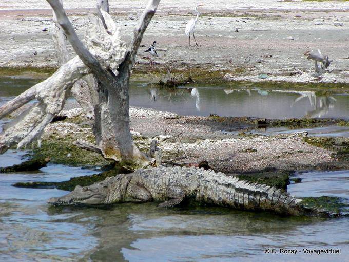Camuflagem Crocodile em Salt Lake Enriquillo, Rep. Dominicana